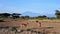 Kenya. Amboseli National Park. Wild antelopes.