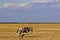 Kenya. Amboseli National Park. Wildebeest slowly walks