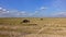 Kenya. Amboseli National Park. Wildebeests graze in the savannah.
