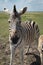 Kenya - Hell's Gate National Park : Zebras herd grazing