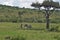 Kenya. Masai Mara National Park. Two striped zebras play