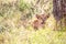 Kenya, savanna. Little lion cubs in a meadow, safari, masai mara. Spectacular children playing in the steppe