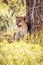 Kenya, savanna. Little lion cubs in a meadow, safari, masai mara. Spectacular children playing in the steppe