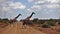 Kenya. Two graceful giraffes slowly cross the road.