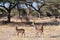 Kenya: Wildlife in Samburu Nationalpark