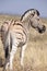 Kenya: A Zebra from the back in Samburu National Park