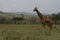 Kenyan giraffe alone