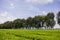 Kenyan Landscapes Nature Tea Leaf Farm Large scale estate plantations fields meadows Agriculture Kericho County Kenya East Africa