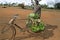 Kenyan man transporting bananas on bike