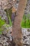 Kenyan Rock Agama Lizard Climbing Tree