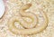 Kenyan sand boa(Eryx colubrinus loveridgei)