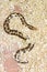 Kenyan sand boa(Eryx colubrinus loveridgei)