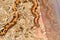 Kenyan sand boa(Eryx colubrinus loveridgei)