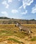 Kenyan zebras