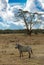 Kenyan zebras