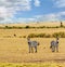 Kenyan zebras