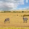 Kenyan zebras