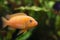 Kenyi cichlid Maylandia lombardoi aquarium fish.