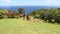 Keopuka Rock Overlook view, Garden Of Eden, Road to Hana, Maui, Hawaii, USA
