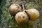 Kepel fruits or burahol (Stelechocarpus burahol), on the tree trunk with black ants