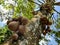 Kepel fruits or burahol Stelechocarpus burahol, on the tree trunk, selected focus