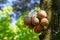 Kepel fruits or burahol Stelechocarpus burahol, on the tree trunk, selected focus