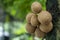 Kepel fruits or burahol (Stelechocarpus burahol), on the tree trunk, selected focus