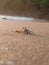 Kepiting hantu sitting on the sand at sunset at konang beach Trenggalek, Indonesia