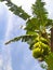 Kepok banana tree that has been fruitful