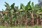 Kerala Banana Plantation