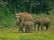 In kerala Forest elephants are came out. given enough time for tourist tourist