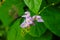 Kerala Fresho Beans Plant Flower