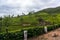 Kerala India travel background - panorama of green tea plantations