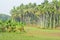 Kerala paddy field with coconut and palm trees