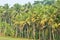 Kerala paddy field with coconut and palm trees