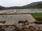 Kerala rice fields in rainy season