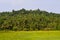 Kerala village beauty green paddy field and the thick coconut trees