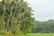Kerala village beauty paddy field and the coconut trees
