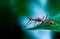 Kerengga Ant-like jumper or Myrmaplata plataleoides
