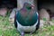 Kereru New Zealand Endemic Pigeon