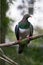Kereru, or New Zealand Wood Pigeon, perched in a tree