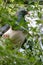 Kereru, or New Zealand Wood Pigeon, perched in a tree