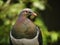 Kereru NZ Wood Pigeon