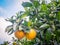 Kerikeri navel oranges on citrus tree with flowers in orchard in