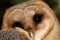 Kerkuil, Barn Owl, Tyto alba