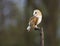 Kerkuil, Barn Owl, Tyto alba