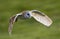 Kerkuil, Barn Owl,Tyto alba