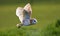 Kerkuil, Barn Owl, Tyto alba