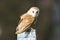 Kerkuil, Barn Owl, Tyto alba
