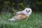 Kerkuil, Barn Owl, Tyto alba